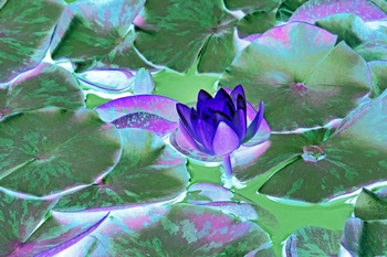 F 029A